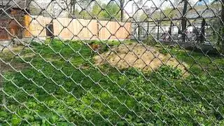 московский зоопарк часть1