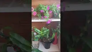 Лето на балконе #красота #цветоводство
