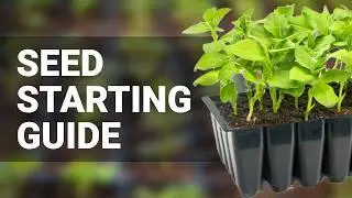 Seed starting guide for beginners