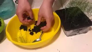 Рассада спаржи в трубочках