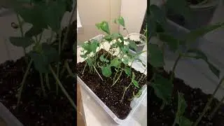 Day 15 of my green bean plants