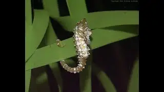 Dwarf Seahorses - Small Hunters of the Sea