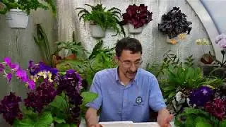 Клещи, размножающиеся при повышенной влажности. Тарзонемиды.