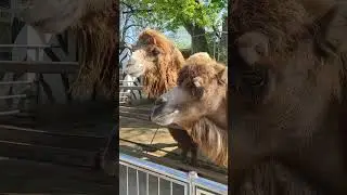 @Верблюд корчит рожи в зоопарке