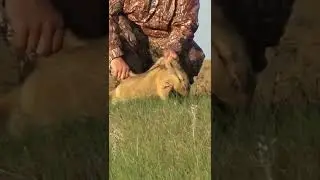 Шустрый сурок, показался из норы. 