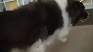 Ce chien aime beaucoup son maître!