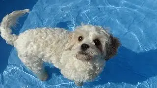 The dogs try out the pool