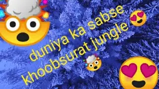beautiful nature status video beautiful Forest