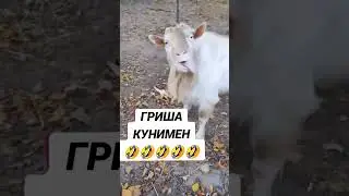 Козел Кунимен 