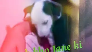 puppy missing it's mom