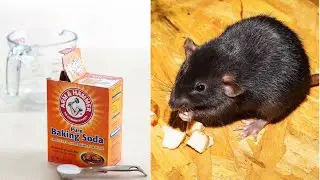 How  to  kill   rats  at  home with bakig  soda
