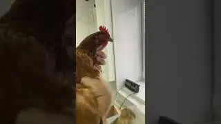 При виде нас ветеринар уже улыбается😂
