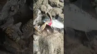 Crab Killed Fish 😱