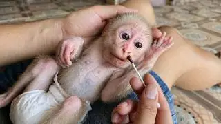 Baby monkey Bika is injured – Heartwarming moments with her dad.