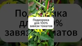 Подкормка для 100% завязи томатов.  