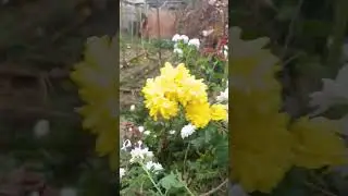 Не отцвели ещё хризантемы в саду.. #хризантемы #осень
