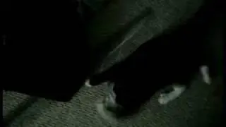 Cat Noms