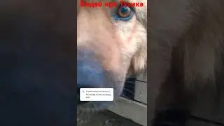 Видео про Тузика (#СобакаТузиксновавделе). #ОПЕРАТОР @dj_shorts_official2