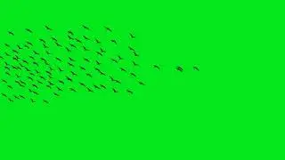 Birds Flying Green Screen 4k