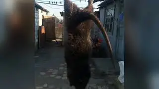 ЗАБОЙ,РАЗДЕЛКА И ВЗВЕШИВАНИЕ НУТРИИ.