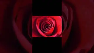 Close-up View Of A Vibrant Red Rose
