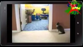 Funny Animal Part 4