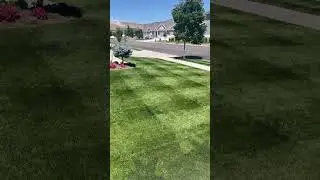 Lawn Obsession. 🌱 🔥 #lawn #lawncare #greenthumb #greengrass #gardenlandscaping #lawnlife #diy