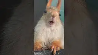 Introducing Squirrel Zhorik 🐿️🤣🐿️ 