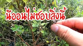 ต้นนีออนไม่ชอบสิ่งนี้ #ไม้ประดับ #ไม้จัดสวน #ต้นนีออน#ต้นไม้ออกดอกทั้งปี