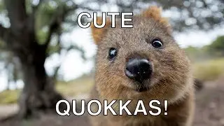 CUTE & HAPPY Quokka Compilation - The Happiest Animal In The World! Video