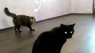 Кошки с горящими глазами
