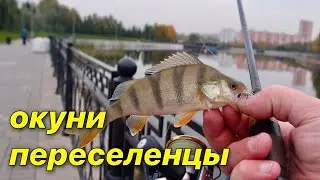 Окуни переселенцы . Рыбалка спиннингом на отводной поводок .
