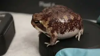 видео про лягушку