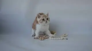Шотландская Рыжая кошечка