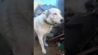 Will they put him to sleep? He has two days to live... 