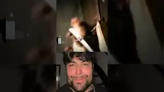 Ratinho Bombado 
