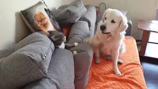 кот не уходит,не дает яблоко собаке