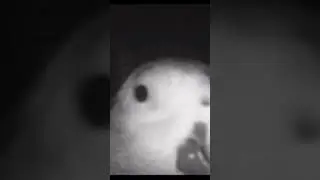 Попугай с помощью голосового помощника Алексы хотел добавить тушёную свинину в список покупок