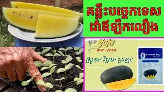 ដំណាំឪឡឹកលឿង