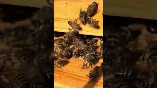 Bees just doing their thing