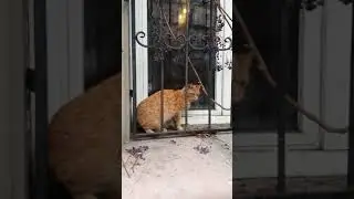 Пятюня от котюни) безотказный кот