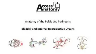 Anatomy of the Pelvis and Perineum 4 - Bladder and Internal Reproductive Organs