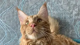 Мейн-кун Симба 6 месяцев.