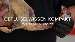 Geflügelwissen kompakt: Was ist ein Perlhuhn?