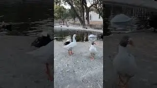 Гуси, гуси…..  га-га-га