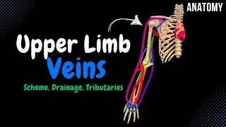 Veins of the Upper Limb (Subclavian, Axillary, Superficial and Deep Veins) - Anatomy