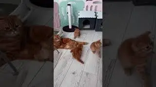 Если бы котята умели смеяться 