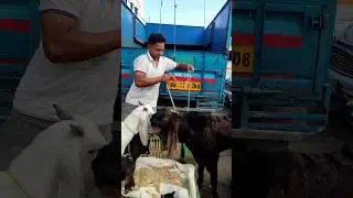 Bakra Zabardast Patla Sa Chorra 