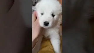 Самоед - самая милая собака🐶 inst: samoed_spb