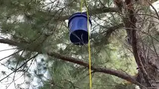 Bee swarm in my tree